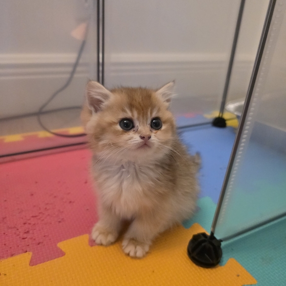 Meet your Posher, Lina - Picture 1 of 1